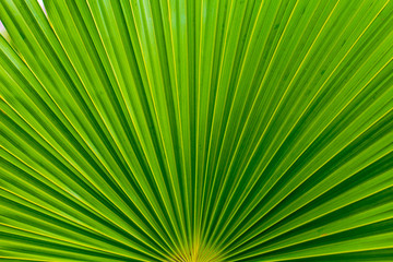 Palm leafs with radial pattern