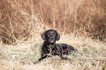Black Labrador Retriever Puppy
