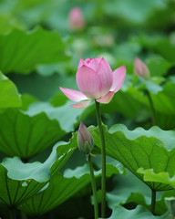 blooming lotus flower