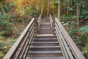 Stairway in the jungle