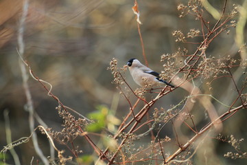 Eurasian Bullfinch (Pyrrhula pyrrhula griseiventris) in Japan