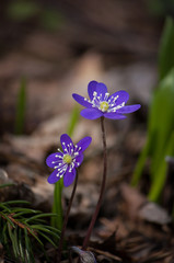 First spring forest flowers