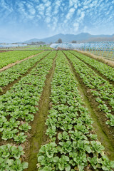Fototapeta na wymiar lettuce plant in field