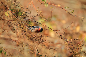 Eurasian Bullfinch (Pyrrhula pyrrhula griseiventris) in Japan