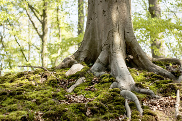 moss and roots
