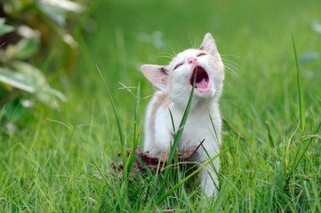Cat on playground