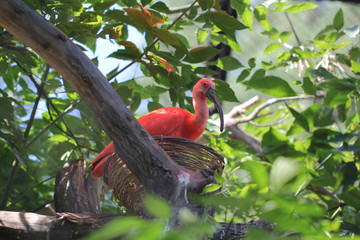 pink bird in the nest