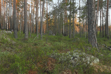 Forest scene, burn pine forest, Sweden