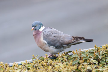 Gray dove