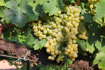 Trebbiano White grapes