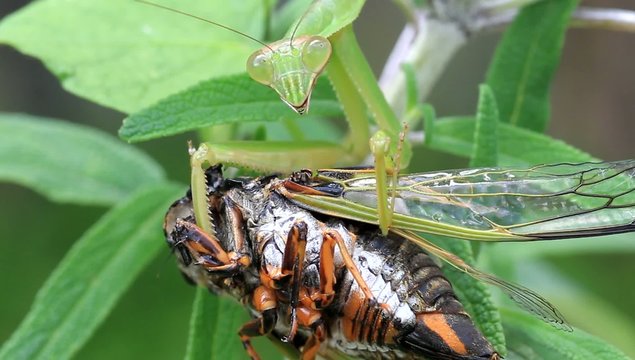 Tenodera Bilder Durchsuchen 388 Archivfotos, und
