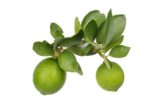 Citrus lime fruit isolated on white background