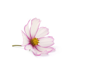 Cosmea