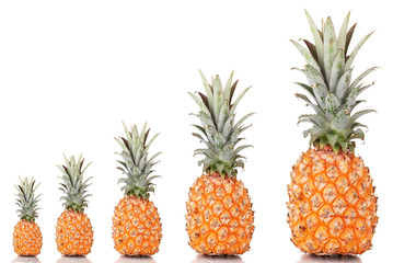 Evolution concept.Ripe pineapples isolated on white