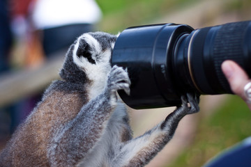 lemur photography