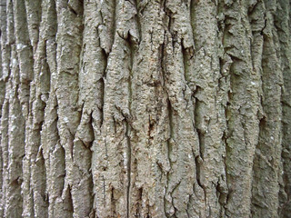 Tree Bark Close-up