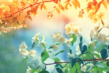 Jasmine Flower at sunset for background