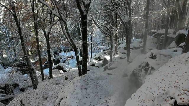 bosco dopo una nevicata autunnale