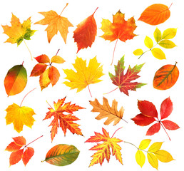 Obraz premium Autumn leaves collage isolated on white