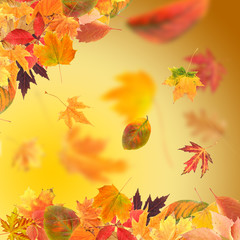 Vivid autumn leaves