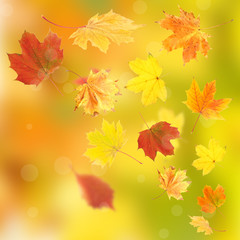 Naklejka na ściany i meble Vivid autumn leaves background
