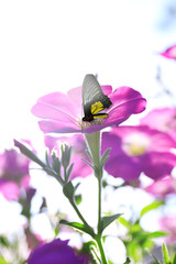 Beautiful flowers with butterfly in garden