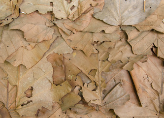 Brown dry leaves for background