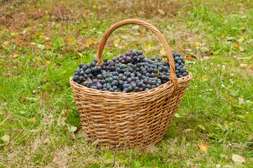 Naklejka na ściany i meble Wine grapes in basket