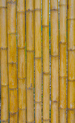 bamboo fence for background