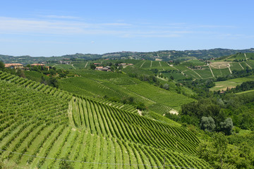 Summer landscape in Langhe (Italy)
