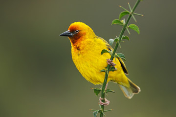 Male Cape weaver