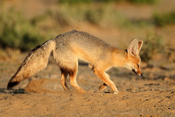 Cape fox outside its den, Kalahari desert