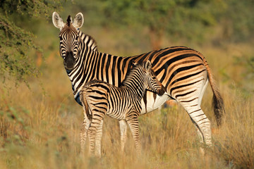 Plains zebra with foal