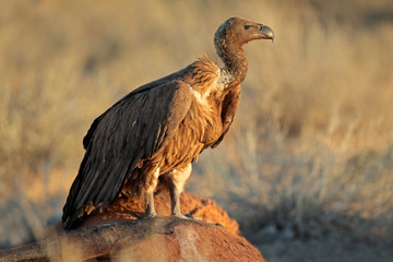 Scavenging white-backed vulture
