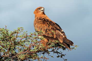 Tawny eagle perched on a tree, Kalahari desert