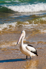 pelican