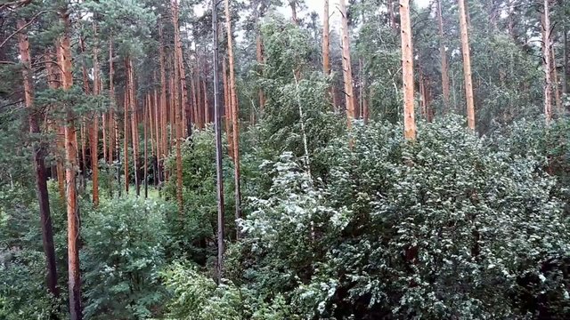 сильный ветер гнет деревья в лесу