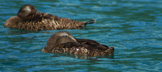 eider à duvet