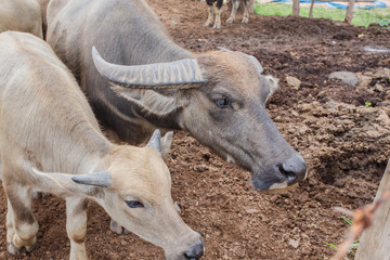 Thai buffaloes