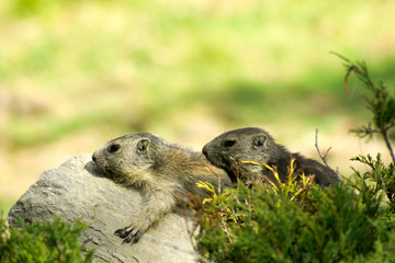 Cuccioli di marmotta giocano sdraiati sulla rocca al sole