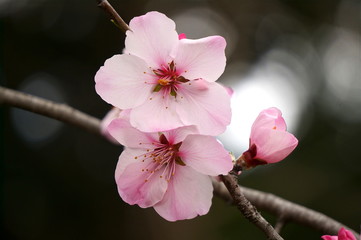アーモンドの花
