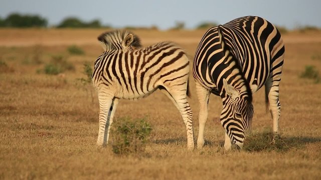 Plains zebra mare with foal in natural habitat