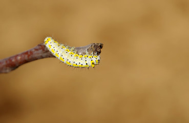Yellow caterpillar