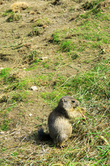 Marmottina, cucciolo di marmotta, mangia seduta sul prato