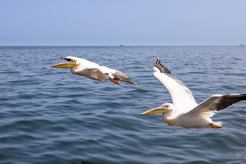 Fototapeta na wymiar Großer weißer Pelikan im Flug
