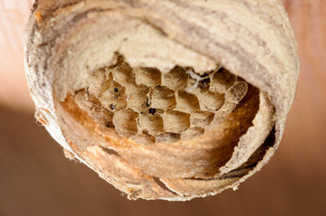 Wespen-Nest an Holzdecke 1