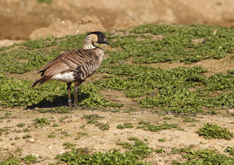 Hawaiian Goose