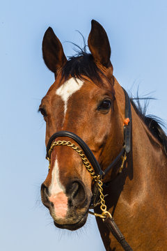 Horse Portrait Closeup