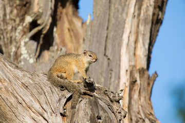 Tree squirrel sit in old dead tree to enjoy the morning sun