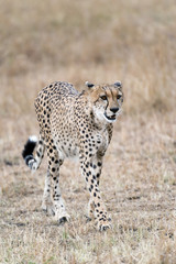 cheetah